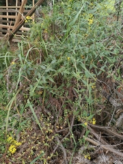 Senecio scandens