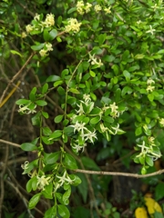 Everistia vacciniifolia nervosa