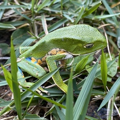 Phyllomedusa burmeisteri