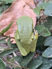 Phyllomedusa burmeisteri