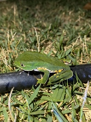 Phyllomedusa burmeisteri