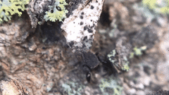 Cheliferoides segmentatus