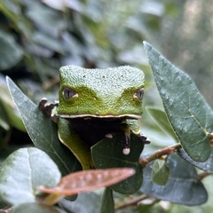 Phyllomedusa burmeisteri