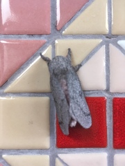 Syssphinx heiligbrodti