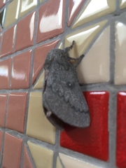 Syssphinx heiligbrodti