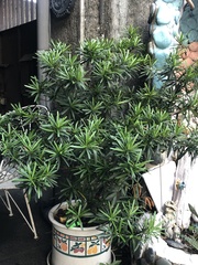 Podocarpus macrophyllus