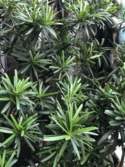 Podocarpus macrophyllus