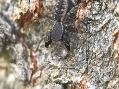 Cheliferoides segmentatus