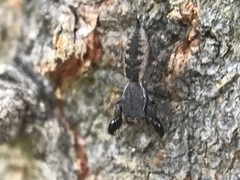 Cheliferoides segmentatus