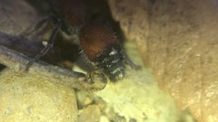 Dasymutilla creon