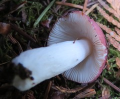 Russula gracilis