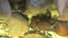 Dasymutilla creon