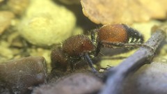 Dasymutilla creon