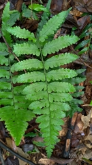 Microlepia marginata bipinnata