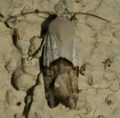 Ponometia elegantula