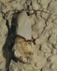 Ponometia elegantula