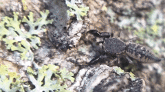 Cheliferoides segmentatus