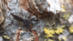 Cheliferoides segmentatus