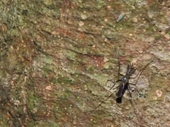 Toxorhynchites splendens