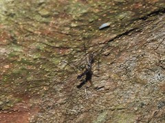 Toxorhynchites splendens