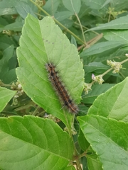 Spilarctia subcarnea