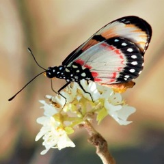 Acraea anemosa