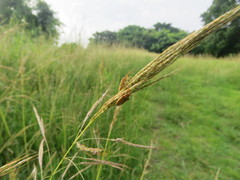 Oebalus