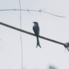 Dicrurus leucophaeus