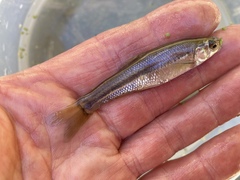 Hesperoleucus venustus subditus