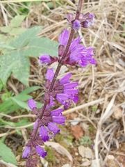 Salvia japonica