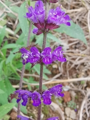 Salvia japonica
