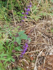 Salvia japonica