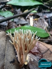 Phaeoclavulina cyanocephala