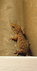 Gehyra versicolor