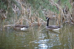 Branta canadensis
