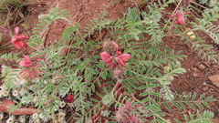 Indigofera oxytropis