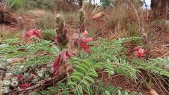 Indigofera oxytropis