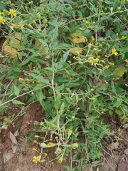 Senecio scandens