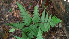 Diplazium taiwanense