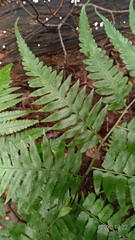 Diplazium taiwanense