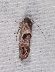 Eupselia beatella