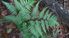 Diplazium taiwanense