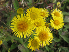 Pentanema britannica