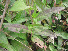 Pentanema britannica