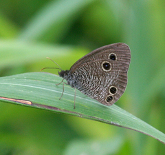 Ypthima motschulskyi