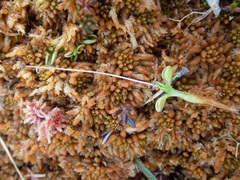 Pinguicula villosa
