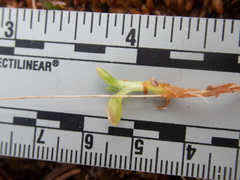 Pinguicula villosa