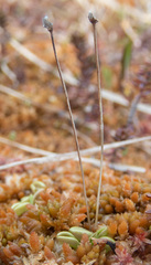 Pinguicula villosa
