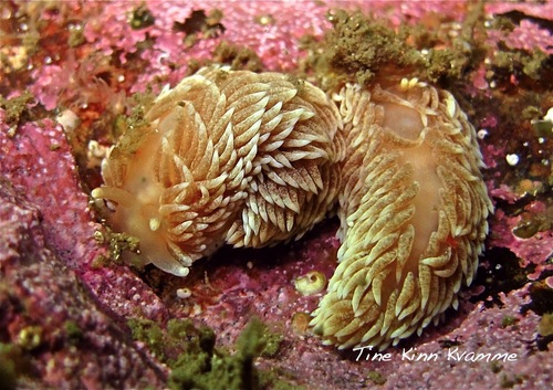 Aeolidiella glauca