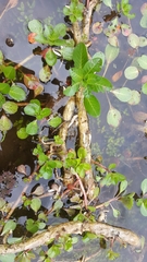 Ludwigia peploides montevidensis